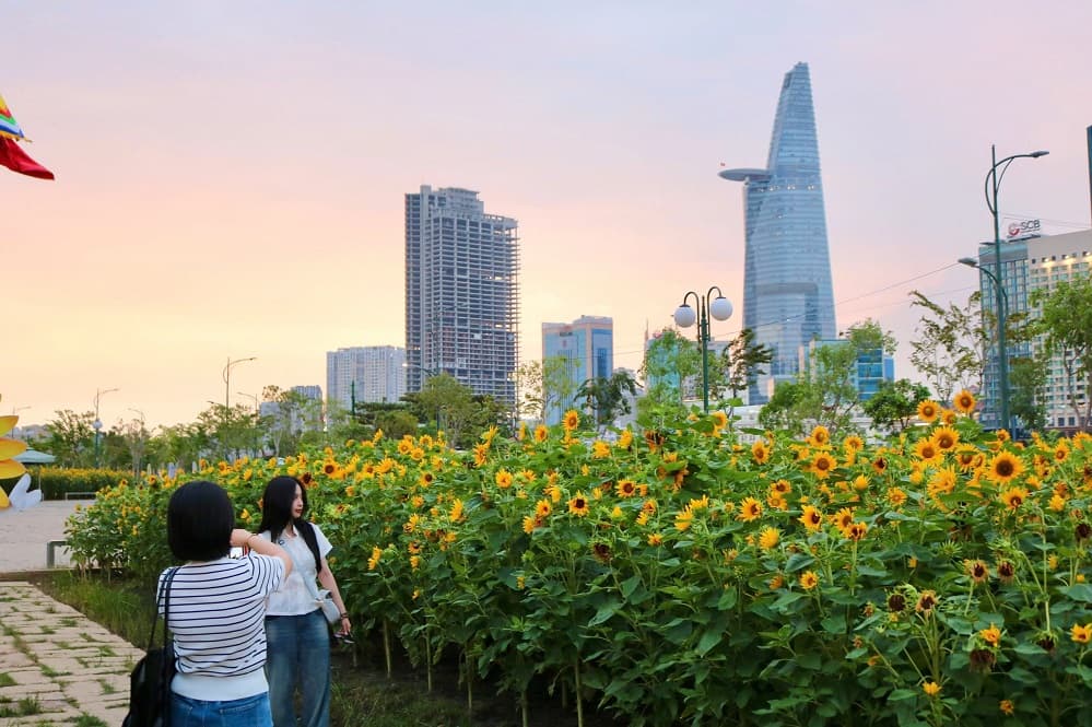 Cánh đồng hoa hướng dương.