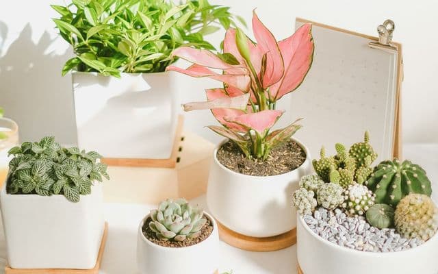 Quà tặng 8 tháng 3 cho sếp và đồng nghiệp nữ