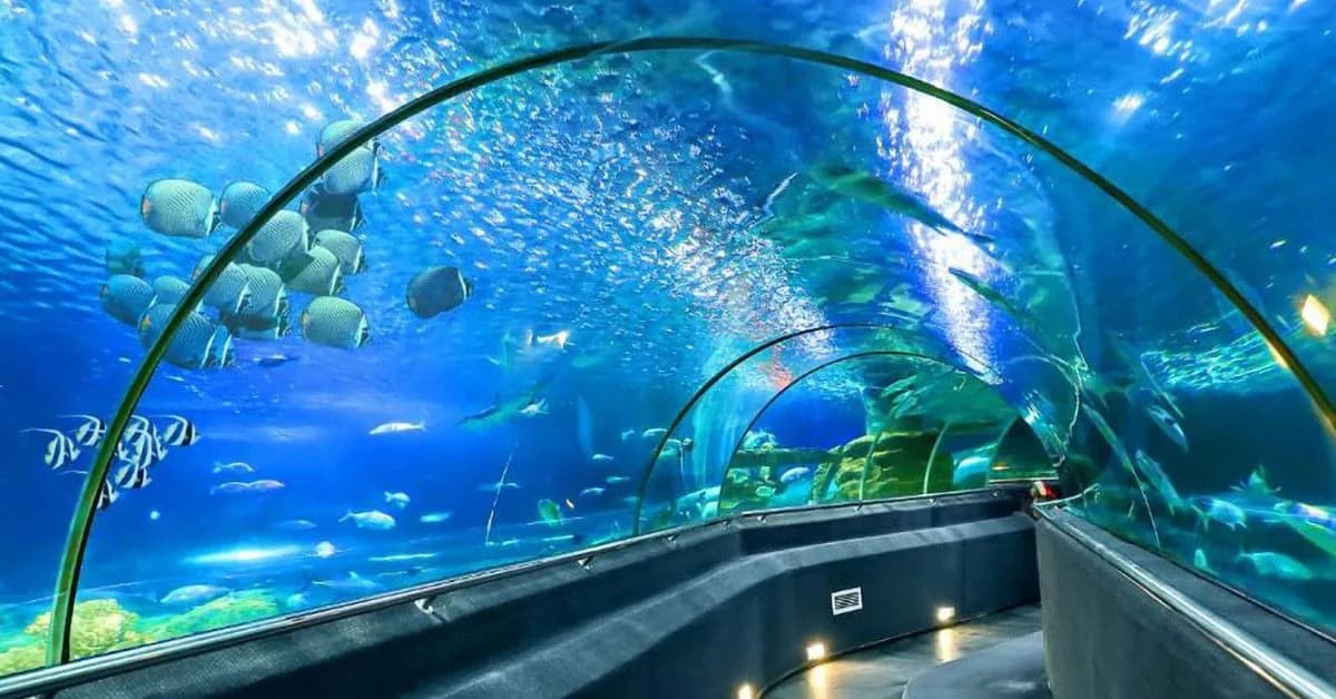 Thủy Cung Đầm Sen – "Hành trình dưới đáy đại dương"