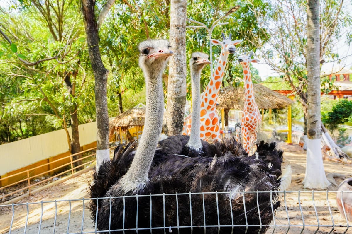 Vườn thú tại Suối Tiên